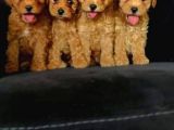 2 Erkek 2 Dişi Poodle Yavrularımız