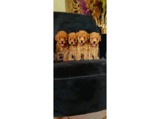 2 Erkek 2 Dişi Poodle Yavrularımız