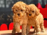 Toy Poodle Yavrular