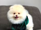 Irkının En İyiler Pomeranian Yavrularımız