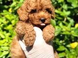 Toy Poodle Yavrular
