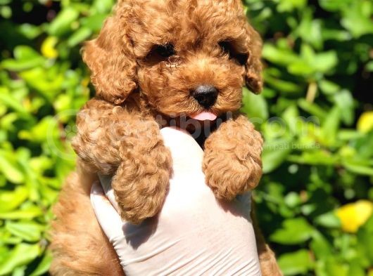Toy Poodle Yavrular
