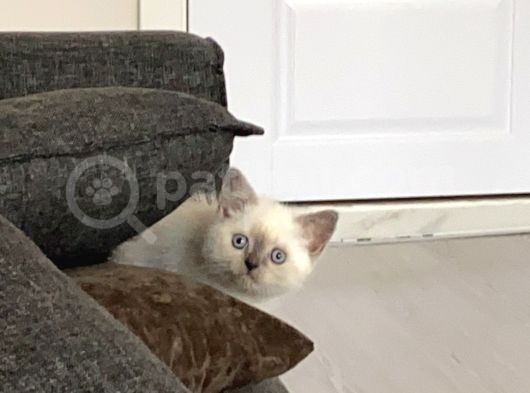 Ayı Surat 2 Aylık British Dişi Acil görsel