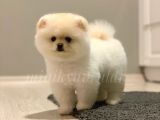 Teddy Face Ayıcık Pomeranian Yavrularımız