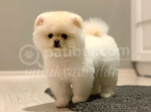 Teddy Face Ayıcık Pomeranian Yavrularımız görsel