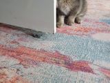 Scottish Fold Golden Dişi