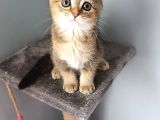 Scottish Fold Golden Dişi