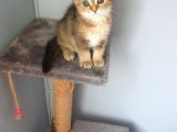 Scottish Fold Golden Dişi