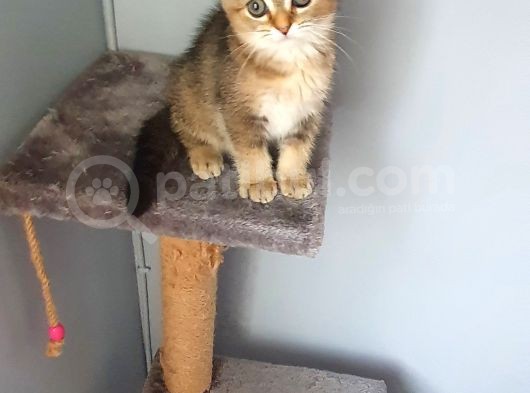 Scottish Fold Golden Dişi