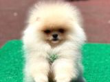 Yavru Pomeranian