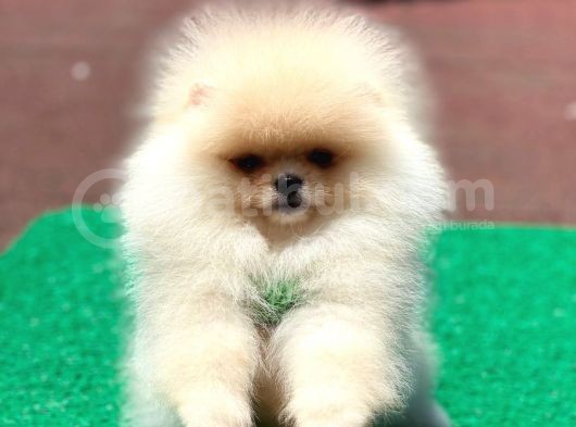 Yavru Pomeranian görsel