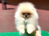Yavru Pomeranian