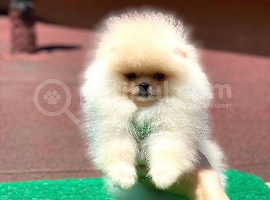 Yavru Pomeranian görsel