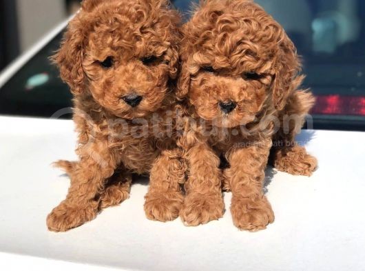 Toy Poodle Yavrular görsel