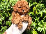Toy Poodle Yavrular