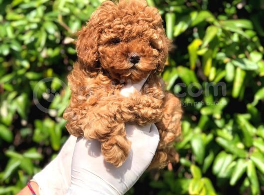 Toy Poodle Yavrular görsel