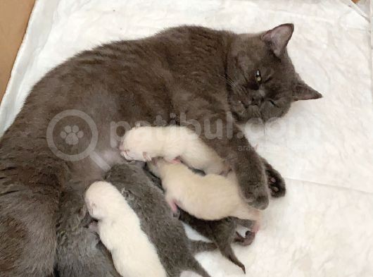 Ayı Surat 2 Aylık British Dişi Acil görsel
