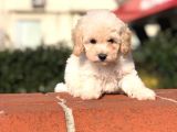 Toy Poodle Yavrular