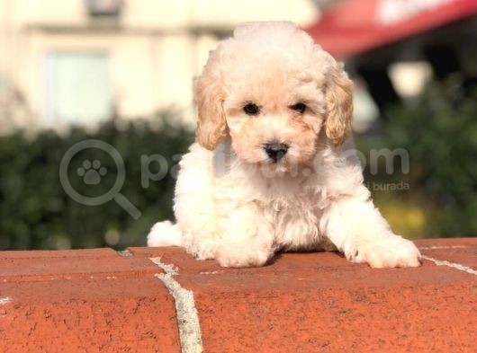 Toy Poodle Yavrular görsel