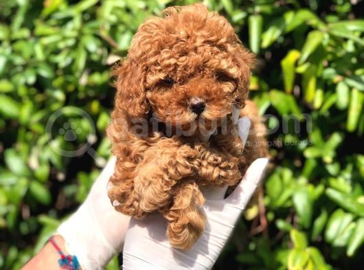 Toy Poodle Yavrular görsel