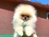 Yavru Pomeranian