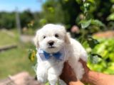 Tatlı Maltese Terrier