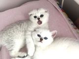 Silver Scottish Fold Kendi Kedilerimin Yavruları