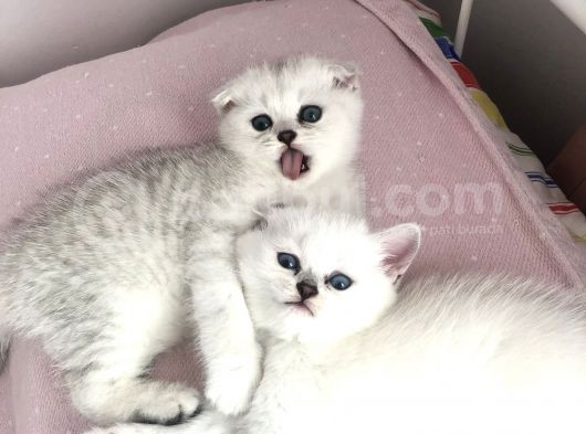 Silver Scottish Fold Kendi Kedilerimin Yavruları