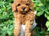 Toy Poodle Yavrular