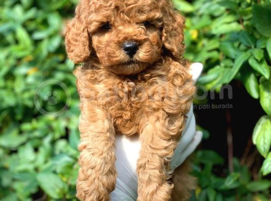 Toy Poodle Yavrular görsel