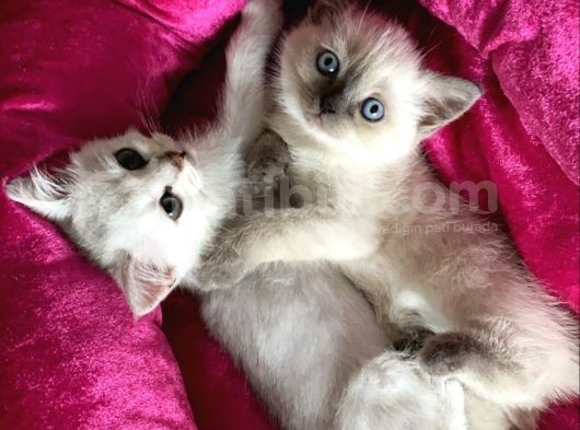 Ayı Surat 2 Aylık British Dişi Acil görsel