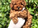 Toy Poodle Yavrular