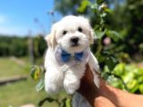 Tatlı Maltese Terrier
