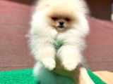 Yavru Pomeranian