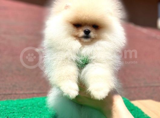 Yavru Pomeranian görsel