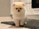 Teddy Face Ayıcık Pomeranian Yavrularımız
