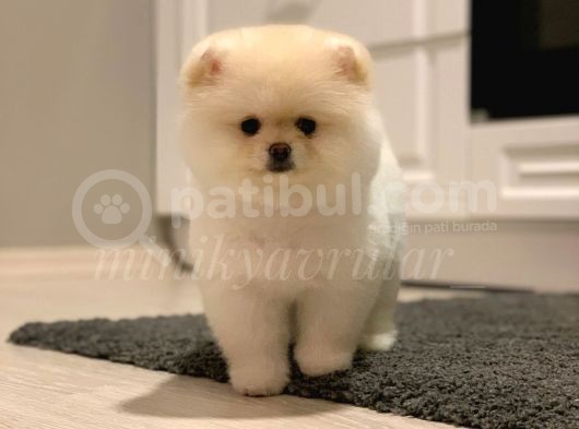 Teddy Face Ayıcık Pomeranian Yavrularımız
