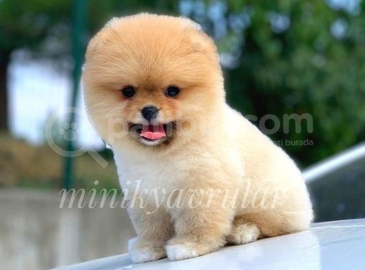 Teddy Face Sağlık Garantili Pomeranian Yavrularımız