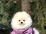 Safkan Pomeranian Yavrularımız