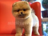 Irk ve Sağlık Garantili Pomeranian Yavrularımız