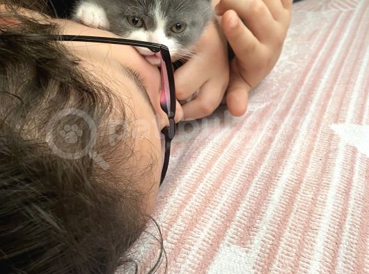 2 Aylık British görsel