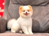 Party Color Pomeranian Boo