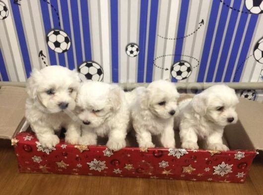 Anne Altından Maltese Terrier görsel