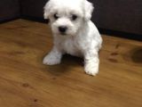 Anne Altından Maltese Terrier