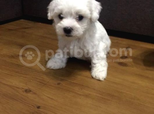 Anne Altından Maltese Terrier görsel