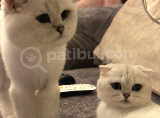 Silver Scottish Fold Kendi Kedilerimin Yavruları görsel