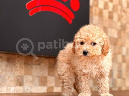 Aprıcot Toy Poodle Yavrular görsel