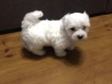 Anne Altından Maltese Terrier