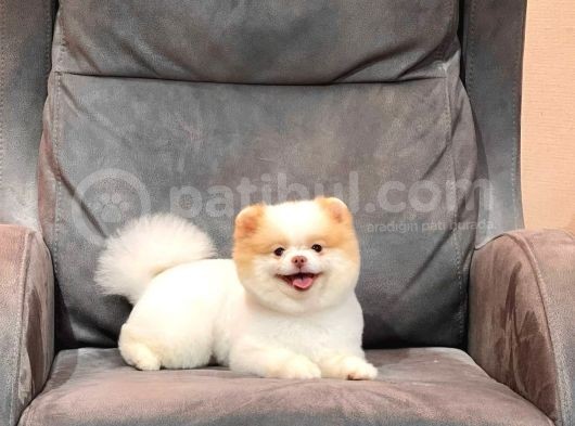 Party Color Pomeranian Boo görsel