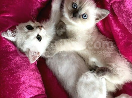 Ayı Surat 2 Aylık British Dişi Acil görsel